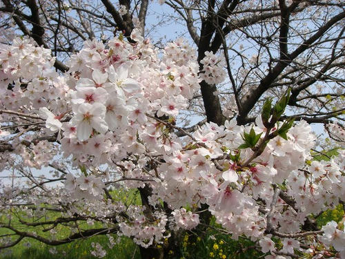 20100406katsura1.jpg
