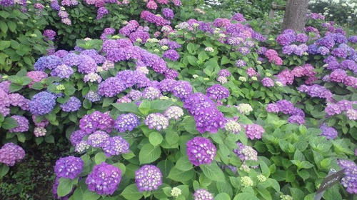 20100620ajisai-k.jpg