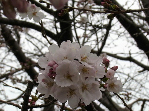 20110403sakura.jpg