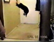 遊ばれる猫