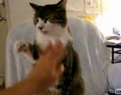 過度の猫かわいがり