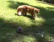 強い亀と逃げる猫