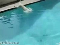 潜水する犬