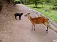 鹿と犬