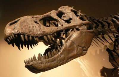 t-rex_.jpg