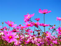 コスモスの花
