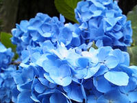 あじさいの花