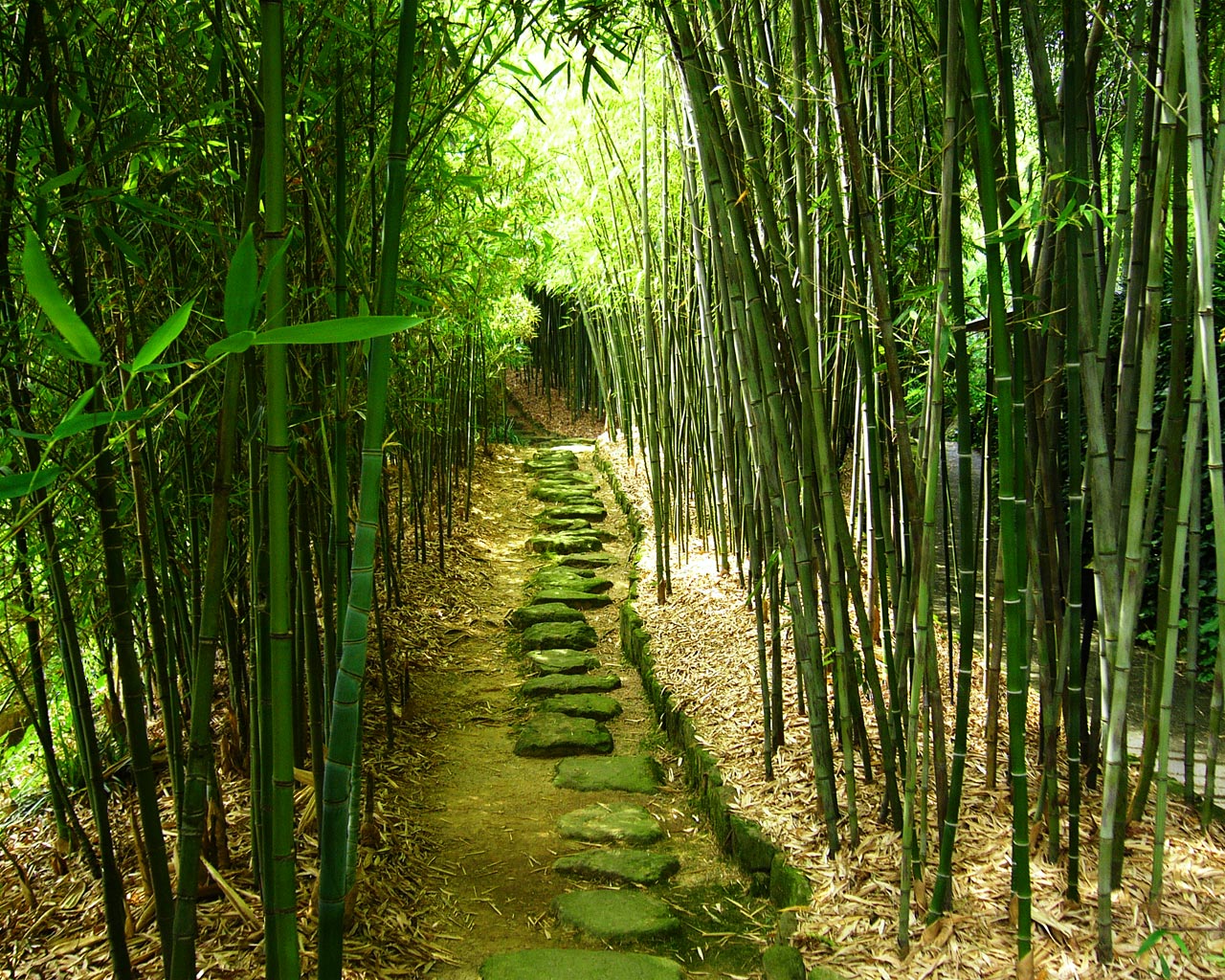 壁紙 京都市洛西竹林公園 竹の林をのーんびり探索してみた Flamelanternblog フリー素材