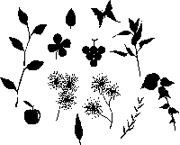 植物のイメージ