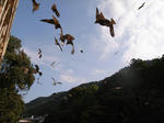 R0014265new.JPG
