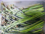 DSCF0658a.jpg