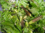 DSCF0662a.jpg