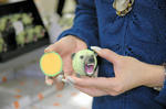 20100510-melonguma1.jpg