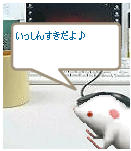 にしん暴走002
