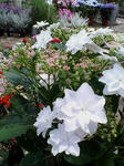 20080515120950.jpg