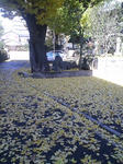 20081210114830.jpg