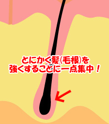 毛根を育てる