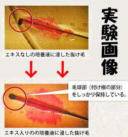 マイナチュレの毛根実験画像