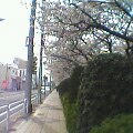 桜並木
