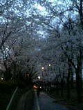 夜桜