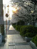 桜道