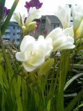 花１