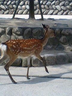 宮島4
