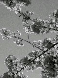 桜2009