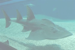 シノノメサカタザメ