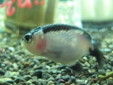 パンダらんちゅう｜ペットのデパート東葛・金魚部