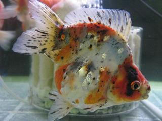 浅葱 10cm 綺麗です
