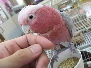 指に興味しんしん