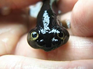 黒ちゃん