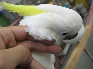 なでなで