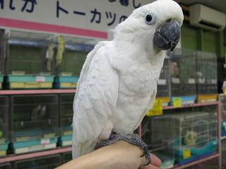 キバヤン