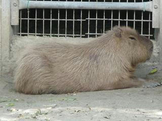 かぴぱら？