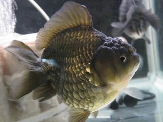 黑
