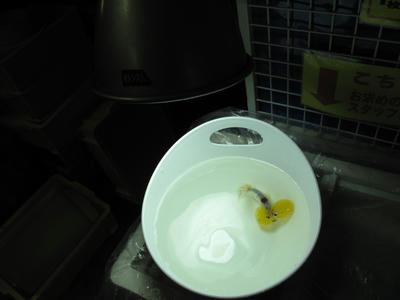 水泡眼???