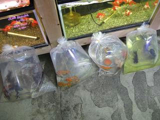 けっこう大量???