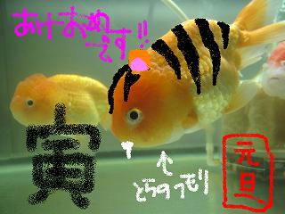 きゃー虎？