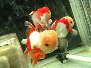 oranda.１