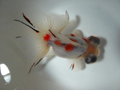 ４