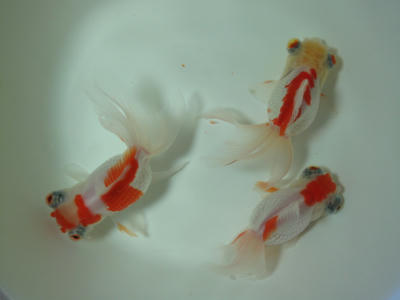 更紗