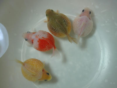 ちょうちんパールね。