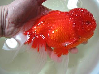 中国産　紅獅頭　大！！！