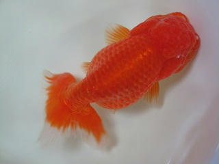 上