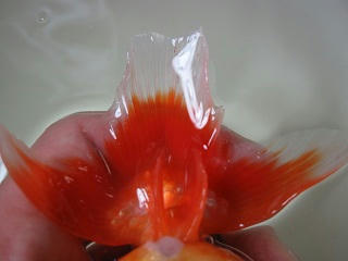 舵