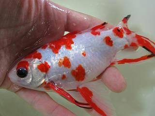 紅白透明鱗長尾草金魚