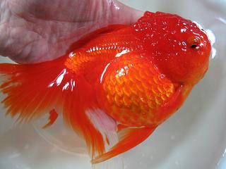 紅獅頭