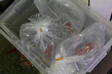 土佐錦魚